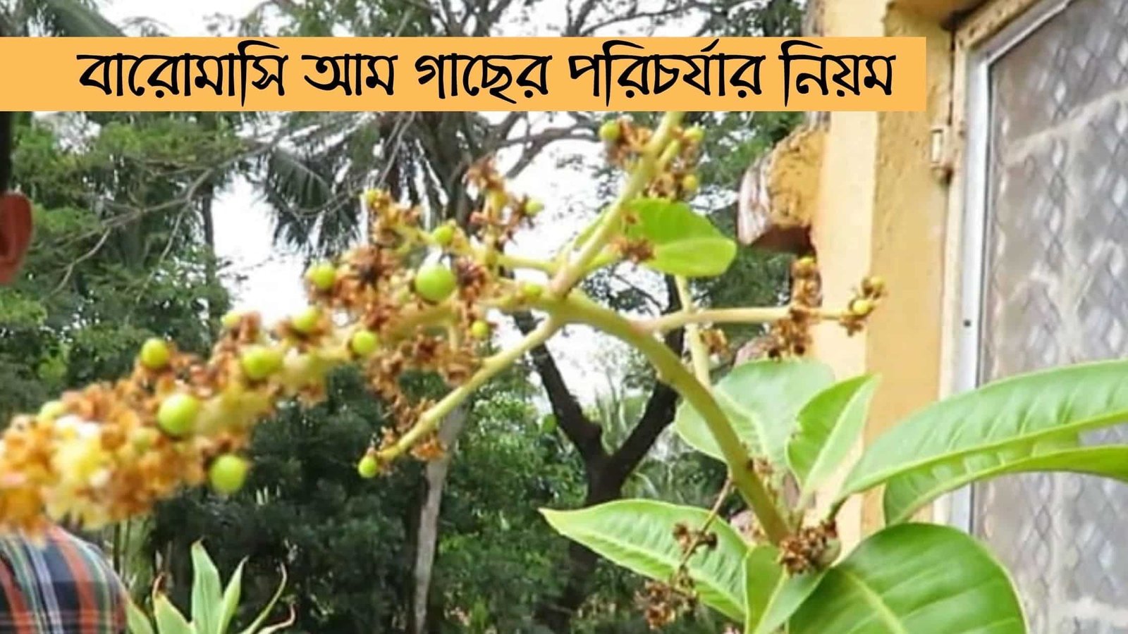 বারোমাসি আম গাছের পরিচর্যার নিয়ম